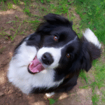 Border Collie (2)