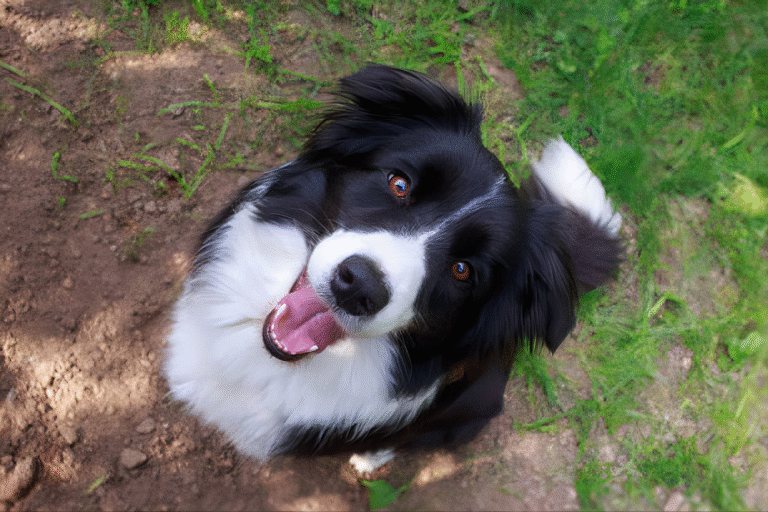 Border Collie (2)