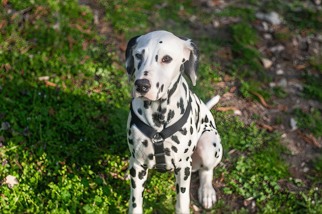 Dálmata