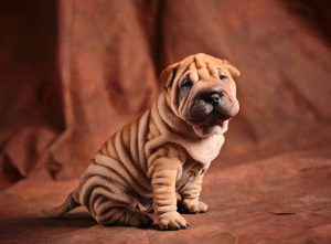Shar Pei (2)
